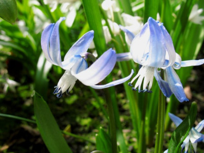 Scilla_rosenii0415k.jpg
