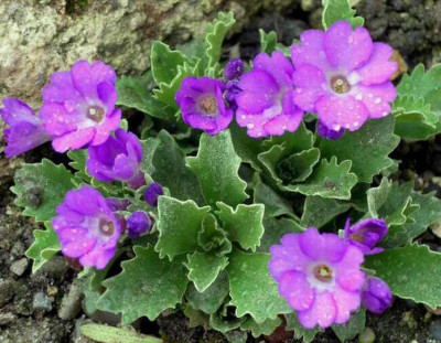 Primula_x_miniera_2006-04-15.JPG