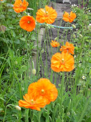 20040522_mohn.jpg