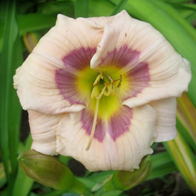 Sterntaler_2228.jpg