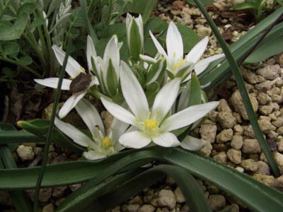 Ornithogalum_fimbriatum_06-2.jpg
