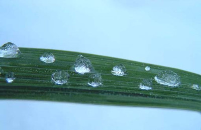 iristropfen.jpg