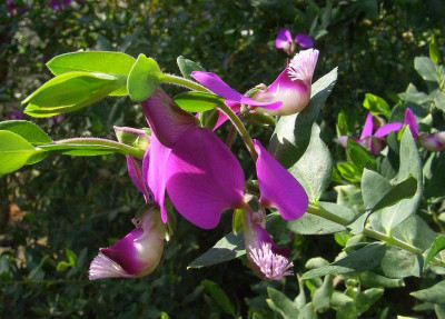 Polygala_x_dalmaisiana_BoGaBO.jpg
