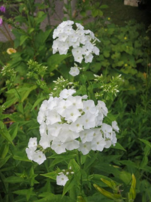 Phlox panic.jpg