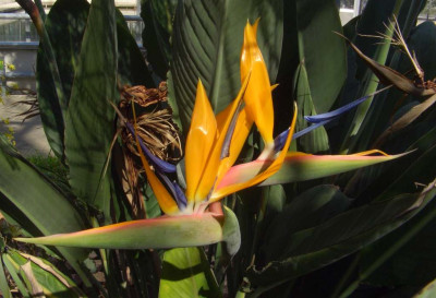 Strelitzia_reginae_BoGaBO.jpg
