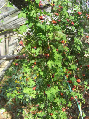 Tropaeolum_tricolor_BoGaBO.jpg