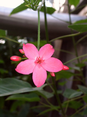 Jatropha_hastata_BoGaBO.jpg