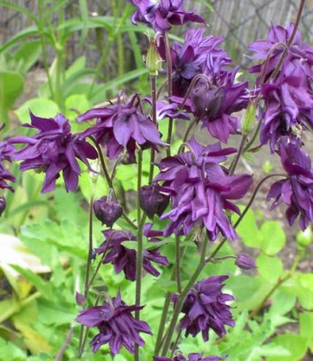 20040522_aquilegia_nora_barlow.jpg