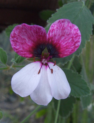 Pelargonium_holosericeum_BoGaBO.jpg