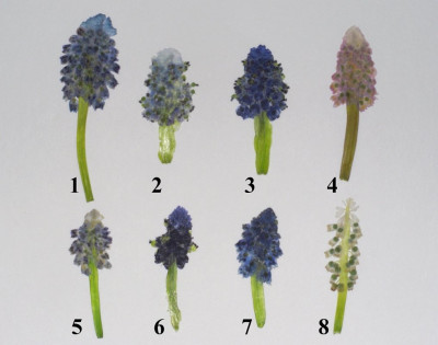 Muscari_diesmal_platt.jpg