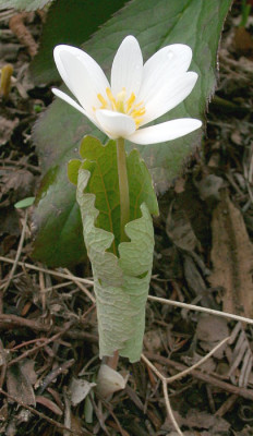 04160003_eSanguinaria_canadensis.JPG