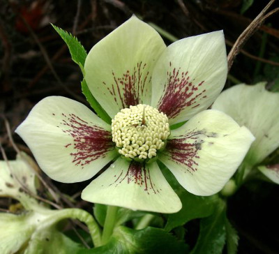 04160005_eHelleborus_Hybride.JPG