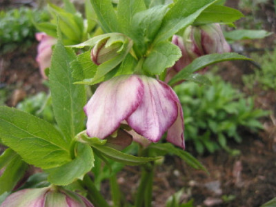 helleborus_Blumenabt_05.jpg