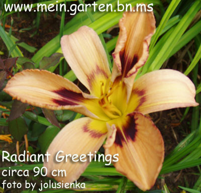 radiant_greetings-400-ef.jpg