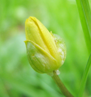 Schafsbockblute-16.04.06_104.jpg