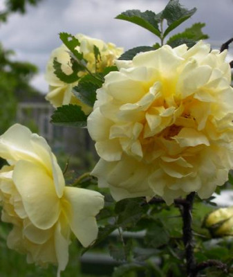 20040522_rosa_rugosa_agnes.jpg