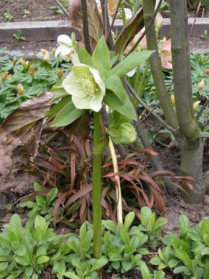Helleborus_caucasicus_04.jpg