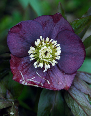 fo2751.jpg