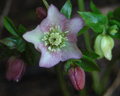 fo2765.jpg