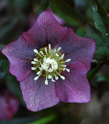 fo2767.jpg