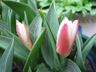 Tulpen-16.04.06_034.jpg