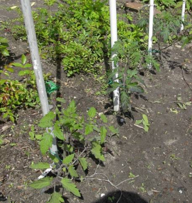 20040522_tomaten.jpg