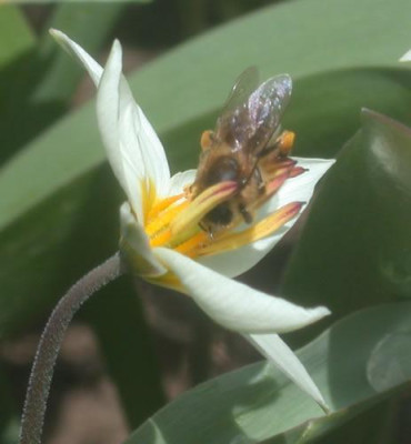 Tulipa_turkestanica_S4_24541_Tulpe_mit_Bienenbesuch_.jpg