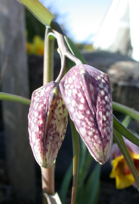 Fritillariazwillinge_S2_24561.jpg