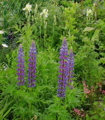20040522_lupinus.jpg