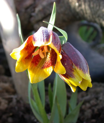 Turkische_Schachbrettblume_S2_24560.jpg