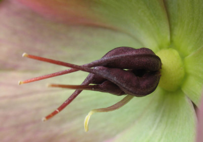 Helleborus_kf.jpg