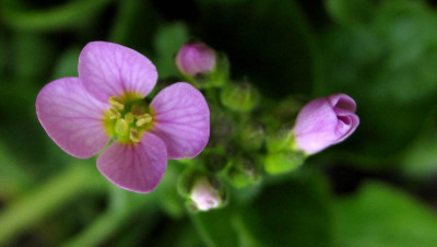 Arabis_caucasica_f.jpg
