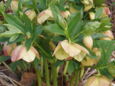 hellebapricot.jpg