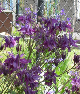 20040522_akelei_lila.jpg