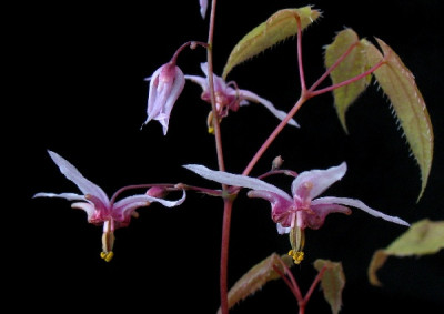 Epimedium_asiatic_hybrid_Detail.jpg