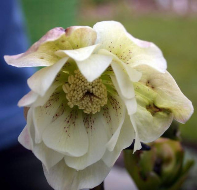 Helleborus-Samling_gefullt_gepunktet002.jpg