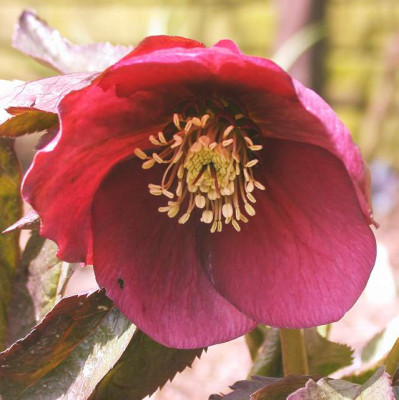 Helleborus_rot002.jpg