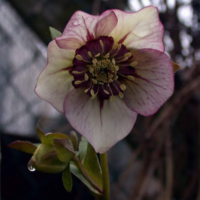Helleborus_anemonenblutig001002.jpg