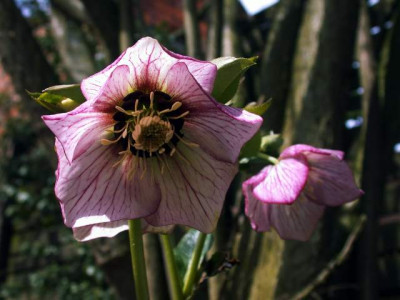 Helleborus_picotee002.jpg