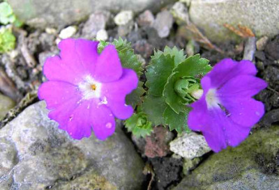 15.4.06._Primula_x_forsteri__002.JPG