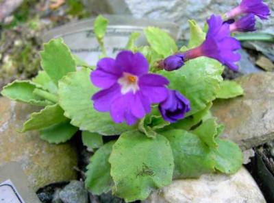 15.4.06.Primula_pubescens__005.JPG