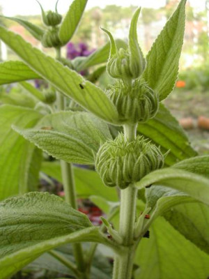 Phlomis_1.jpg