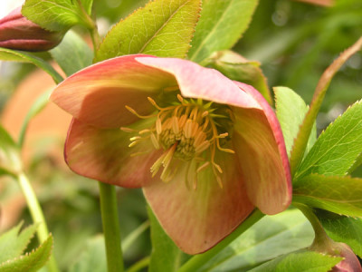 H-Saemling-apricot-k.jpg