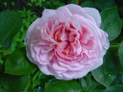 rosa_st_swithun.jpg