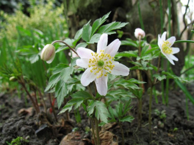 A_nemerosa0417k.jpg