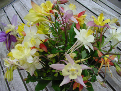 aquilegia_vom_markt_04.jpg