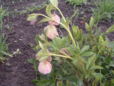 Helleborus_im_April.jpg