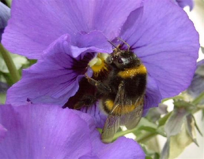 brummhummel-1.jpg