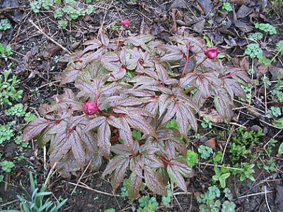 Paeonia_mairei_fars_3.jpg
