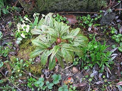 Paeonia_veitchii_fars.jpg